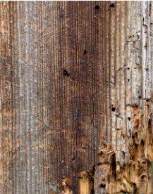 Traitement anti xylophages de charpente par injection à Gémenos dans le 13