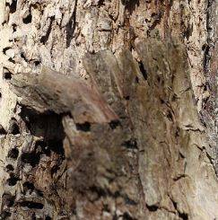 Faire traiter sa charpente contre les xylophages par injection à Marseille 