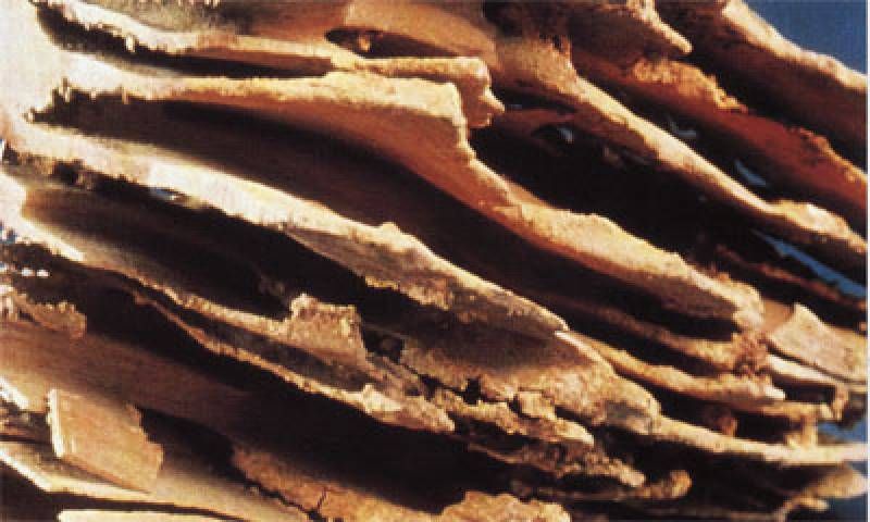 TRAITEMENT ANTI TERMITES PAR BARRIÈRE CHIMIQUE TERMIDORS