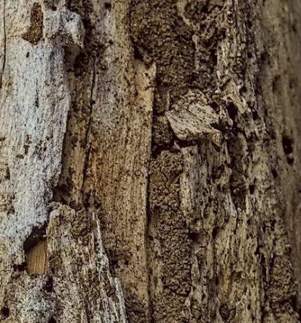 Traitement de charpente anti termites préventif près de Cuers dans le Var 