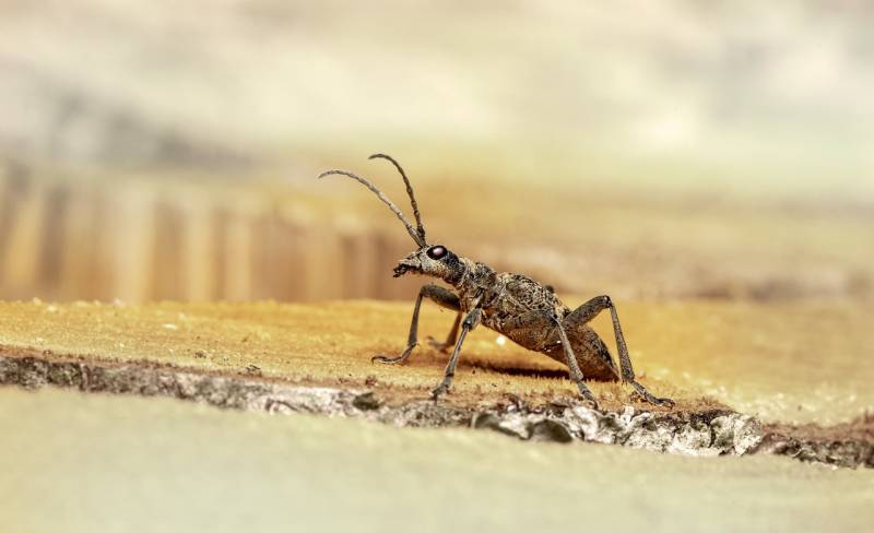 Traitement de charpente anti xylophages professionnel par injection à Toulon dans le 83