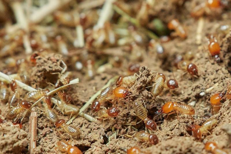 Traitement de charpente anti termites par injection au Beausset dans le 83