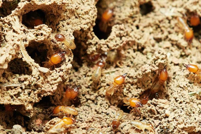 Tarif d'un traitement de charpente anti termites sur Toulon